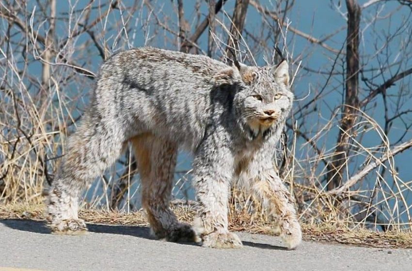  The marvellous cat casually walks down the street in Canada