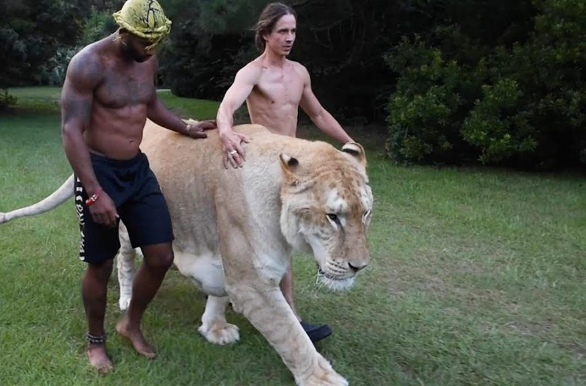  The world’s biggest cat, a lion-tiger crossbreed called Apolo