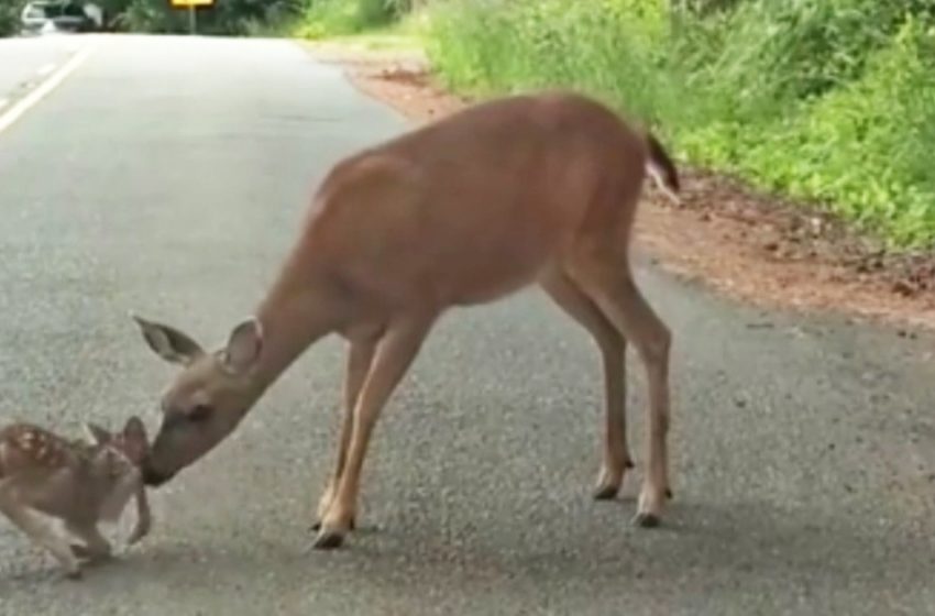  The touching scene: mother deer rescues her fawn who felt afraid on the road