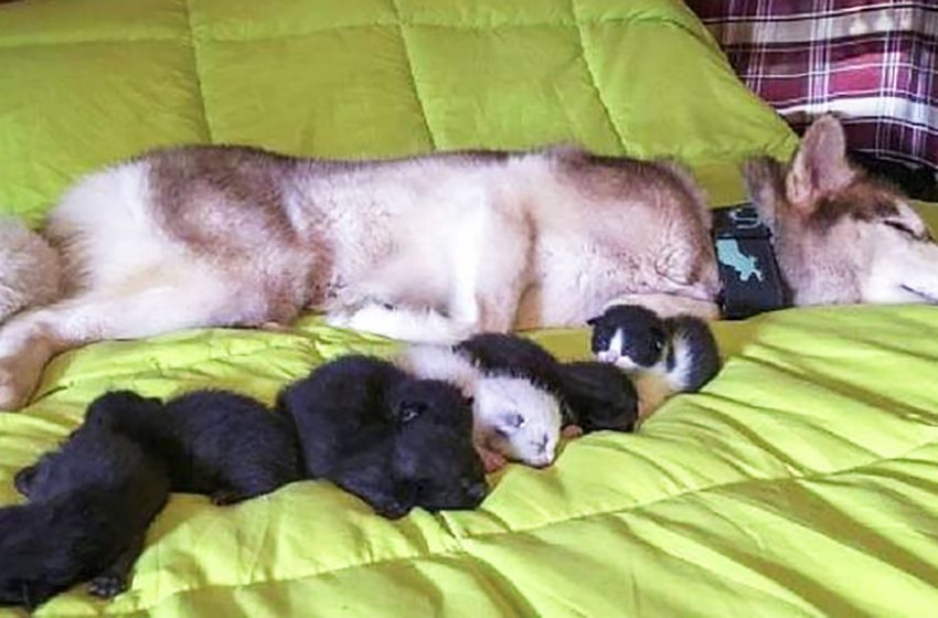  The dog directed her owner to the forest and took out 7 little kittens from the box there