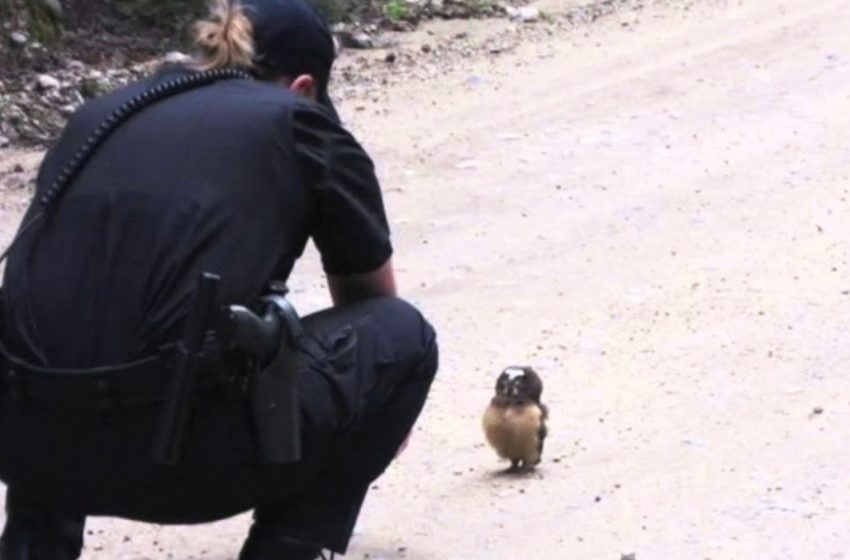  The police officer and the tiny owl had the sweetest conversation ever