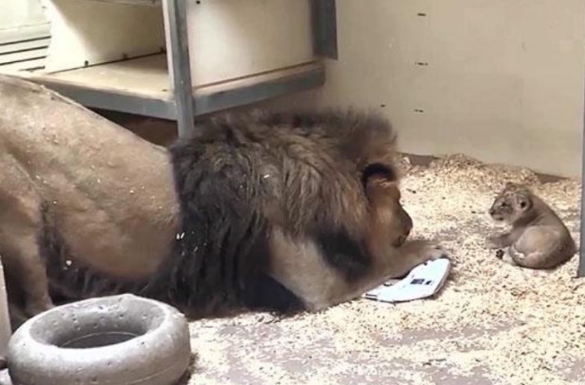  What a lovely scene! The lion dad is squatting to see his baby