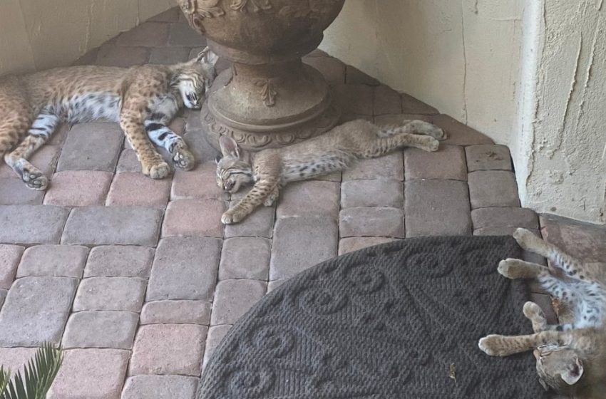  The lovely bobcats’ family was in the woman’s front yard for a month