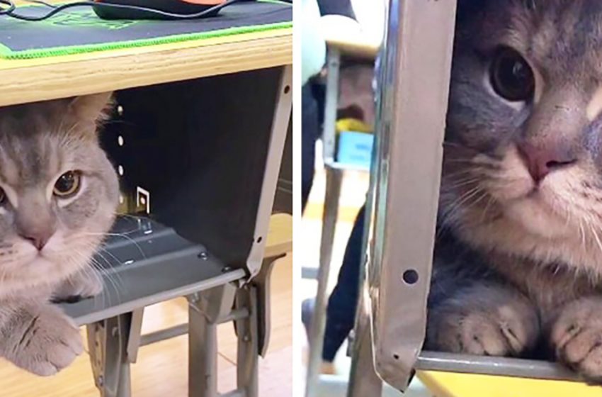  The student hid the cat under the desk and the furry spy got millions of likes