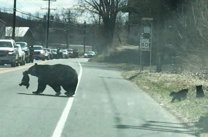  An amazing moment: mother bear helps her 4 cubs to cross the road