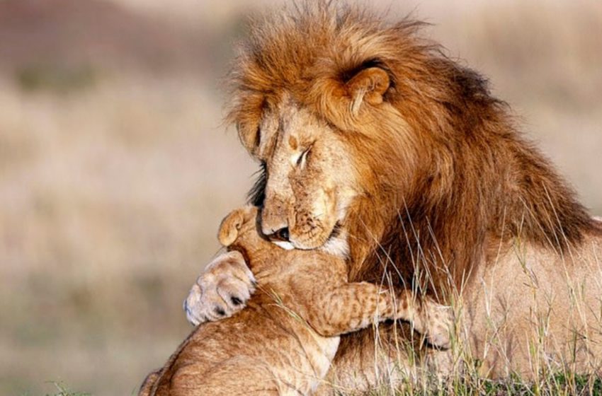  What a magestic picture! The lion dad hugs his tiny cub