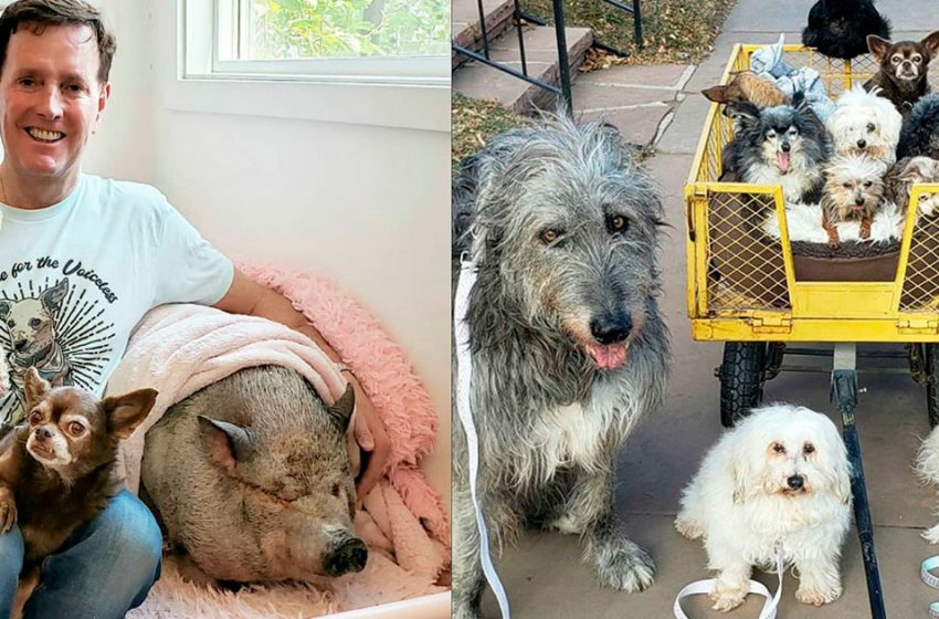  A man picks up animals that were abandoned by their owners due to old age or illness and takes care of them