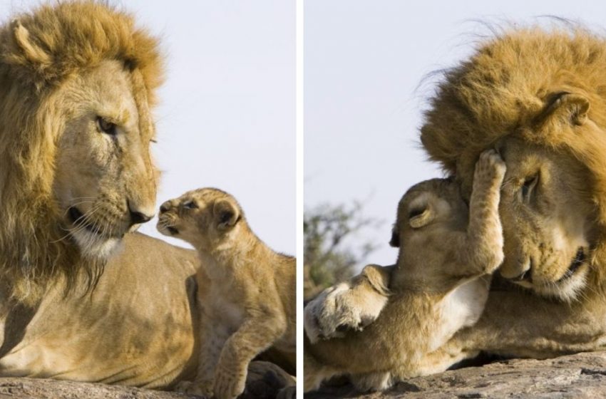  An incredable moment: Father lion meets his little cub for the first time