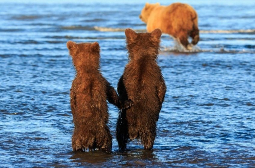  A sweet moment: the bear cubs hold hands while waiting their mother