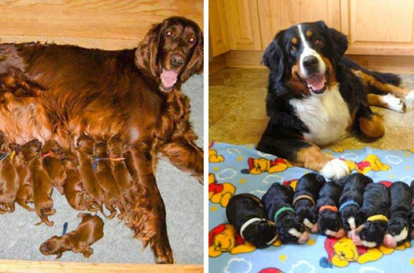  Tailed mothers with many children who are not overjoyed at their happiness