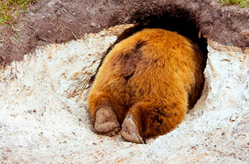  The man showed how the bear’s den looks like from the inside