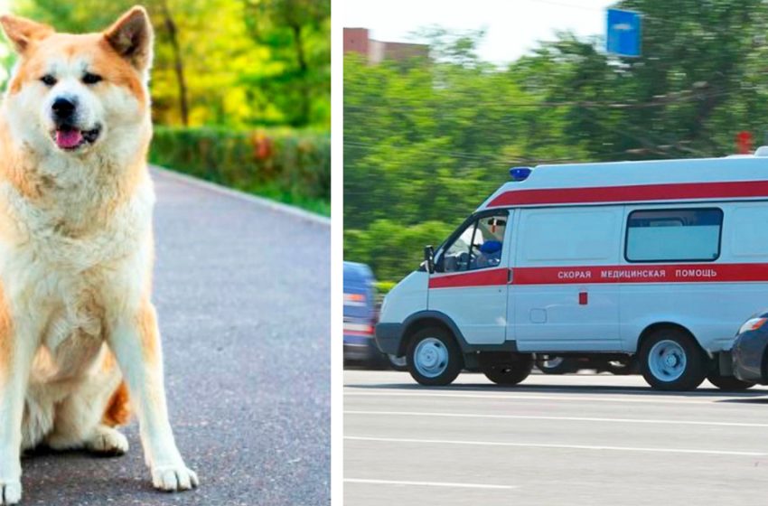  The dog blocked the ambulance’s path and didn’t want to move anywhere untill the nurse approached her