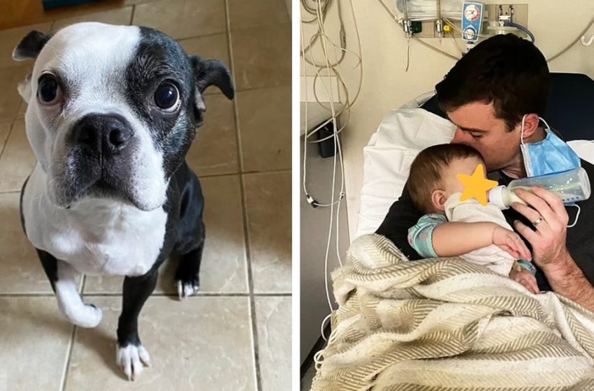  The smart dog saved the baby’s life inform the parents that she was not breathing