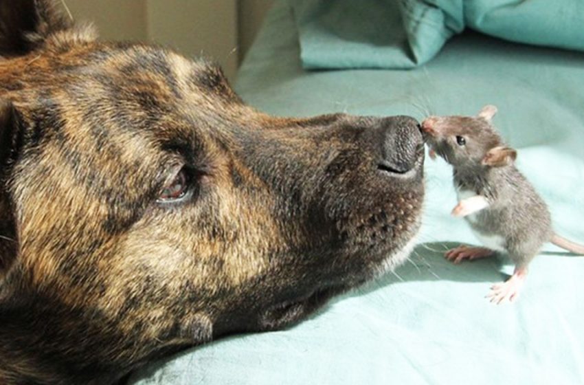  The sorrowful dog became best friend with the rat