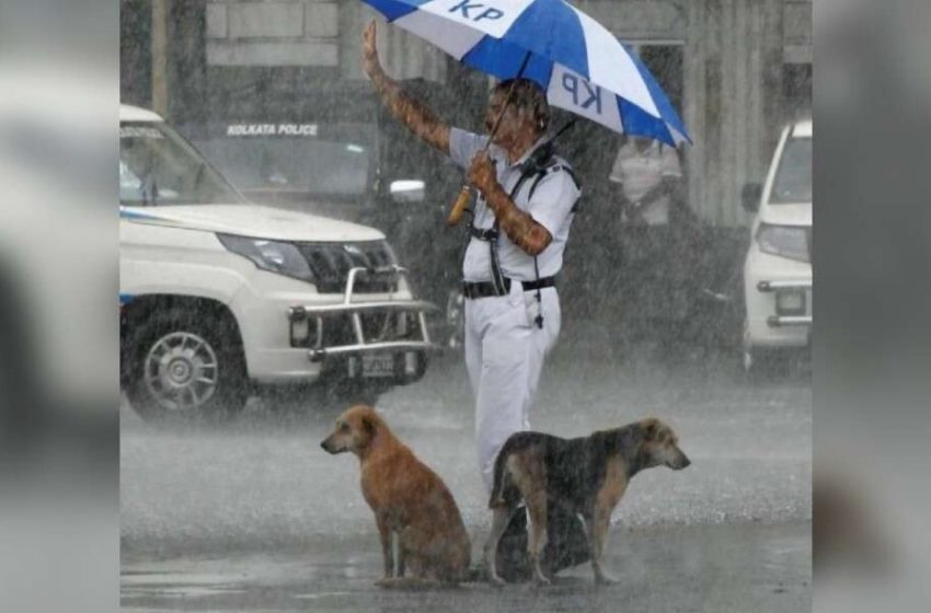  The police officer shared unbrella with stray dogs during the rainfall