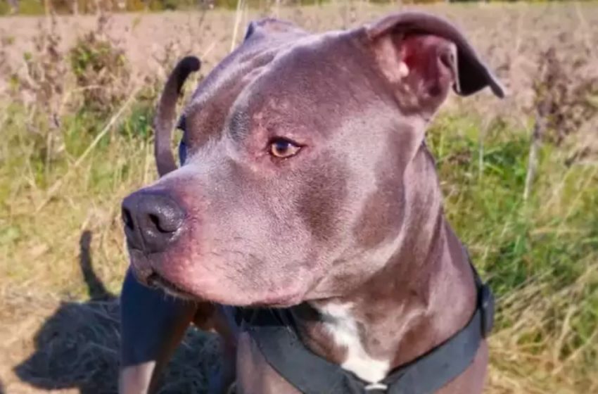  The woman was scared of the pit bull untill he saves her life