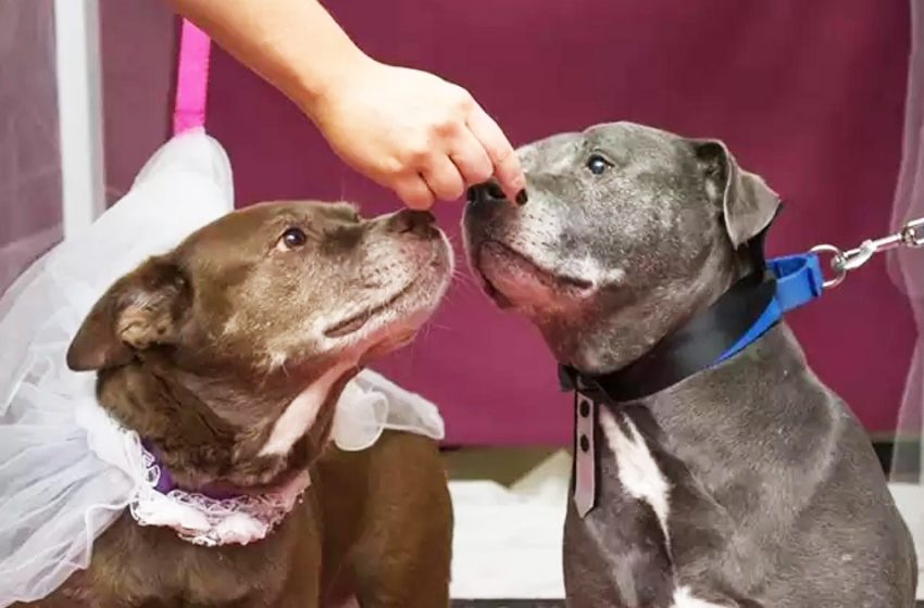  The shelter staff «married» the two dogs in love so they will be adopted together