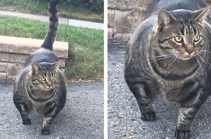  This majestic buff cat is muscular animal and his such condition is still mystery