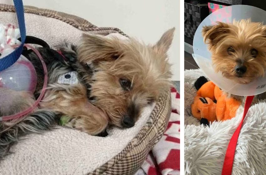  The brave little dog fought with a coyote attacking him to save the 10-year-old girl