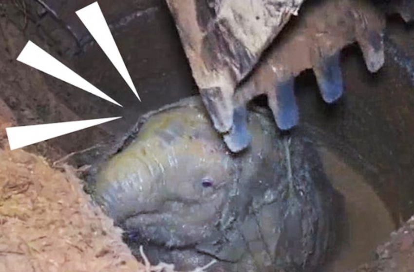  The mother elephant desperate cries led the rescue team save the tiny elephant