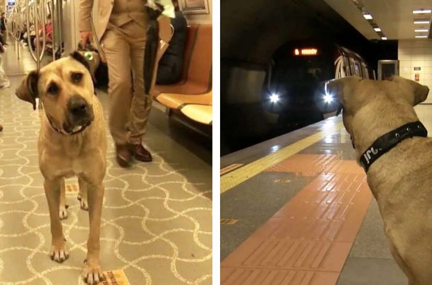  The smart dog takes bus, tram and train by himself
