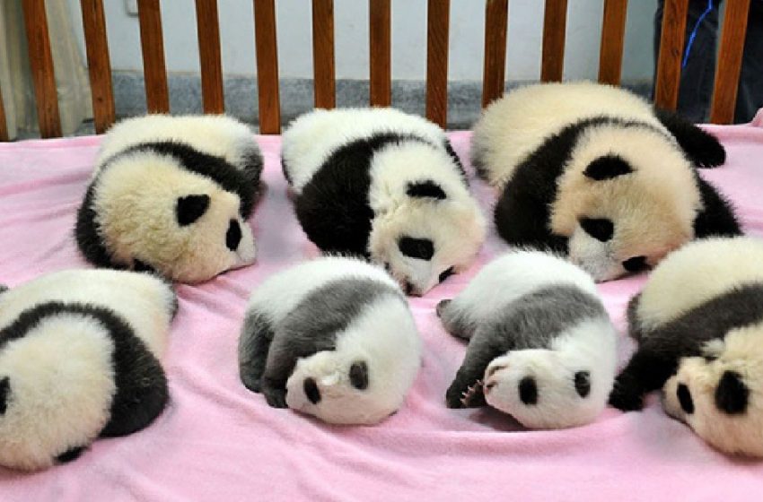  Panda daycare center is really adorable place to see