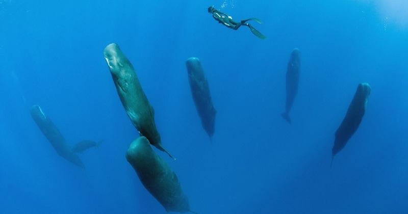  Photographer took incredible photoes of sperm whales sleeping vertically