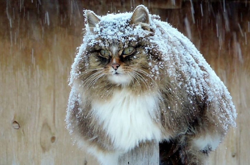  Siberian cats  have overpowered the couple’s farm and made it «Catland»