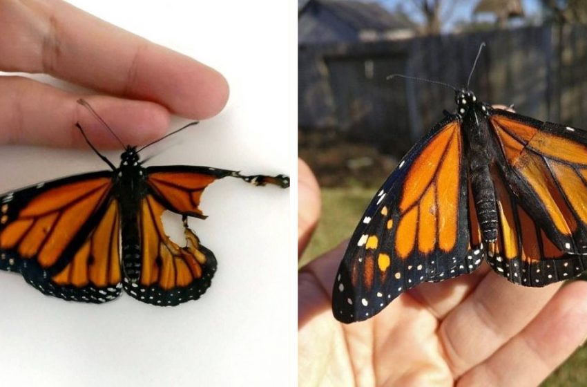  Designer repaired the butterfly’s torn wing