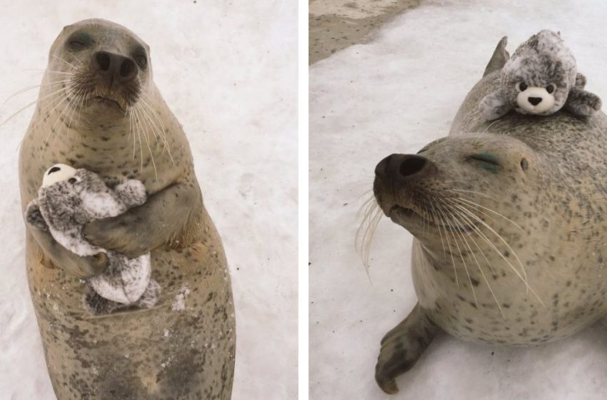  The cute seal cuddles her mini toy version softly