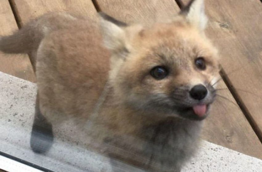  The baby foxes visited the woman and their pics are incredible