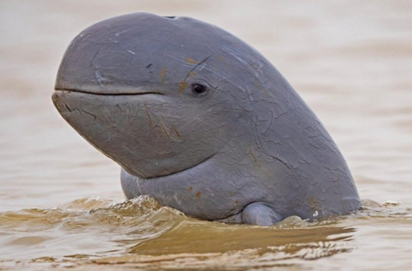  Uncommon Irrawaddy dolphins were discovered in Indonesian waters