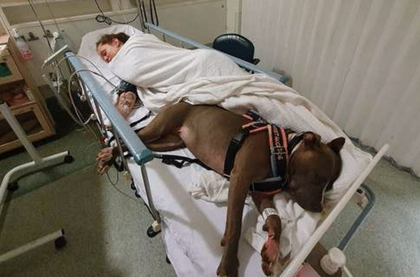  The loyal dog stayed with her owner’s side after saving her life. Unlimited love looks like this!