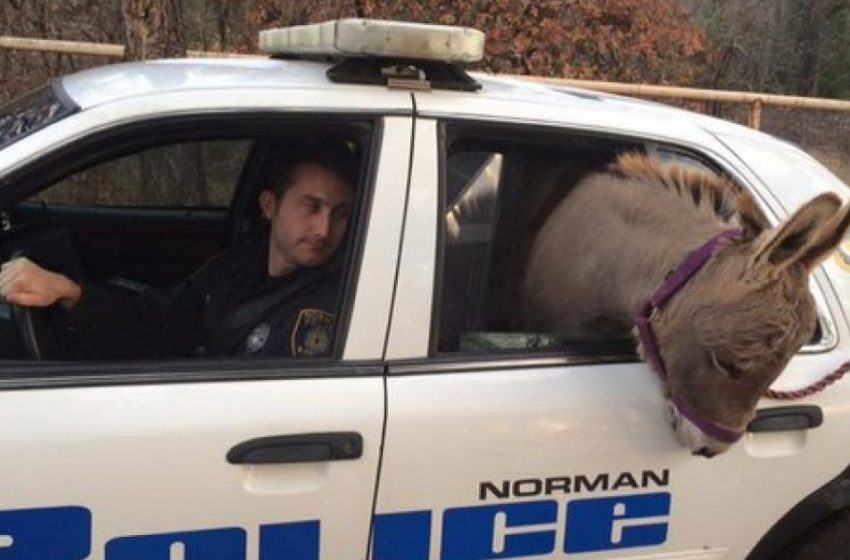  Police officer saved the donkey from highway traffic driving him in pattol car