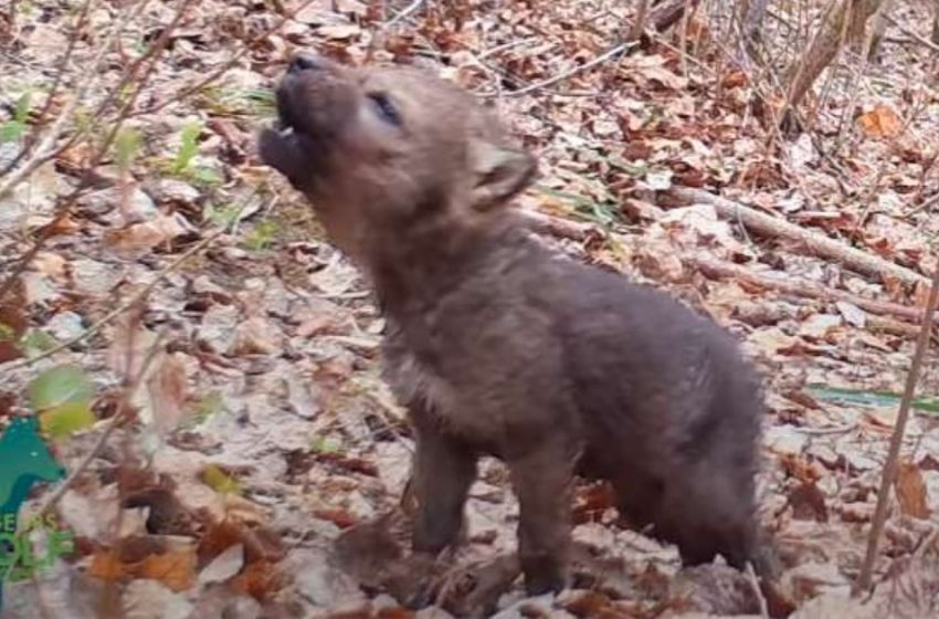  The first bays of the tiny wolf were captured by camera