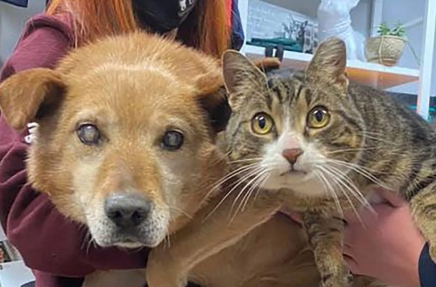  The blind dog and his support cat were adopted together