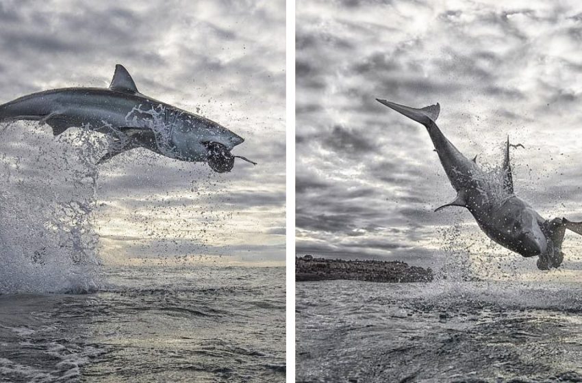  The huge white shark jumped 15 feet throught the air and recorded the highest breach