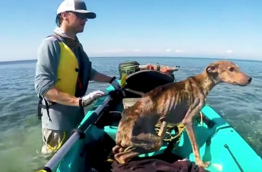  The man rescued the starving dog from a deserted