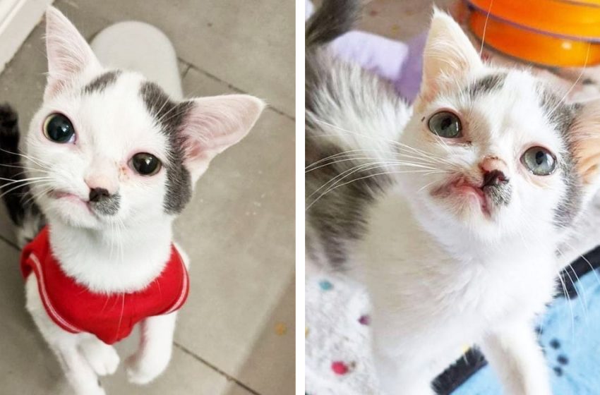  The tiny kitten with imperfect face appeals everyone