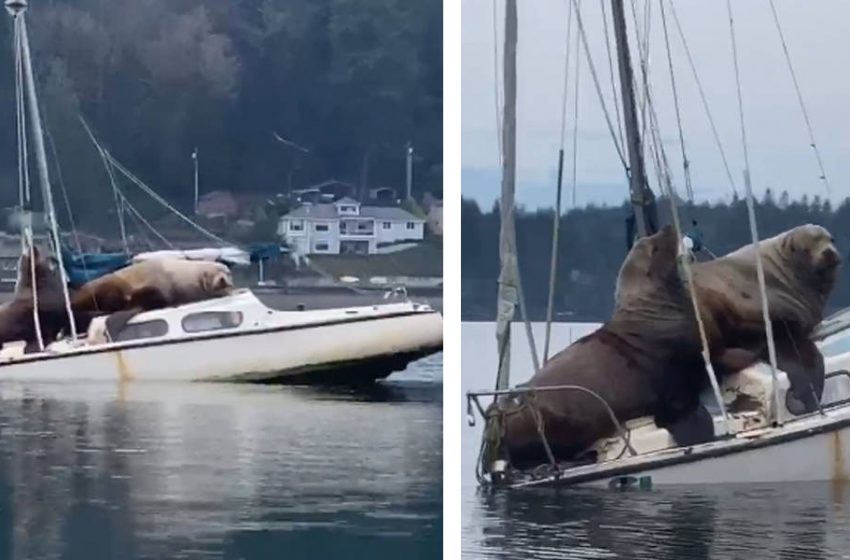  The huge sea lions jumped on the boat sinking it