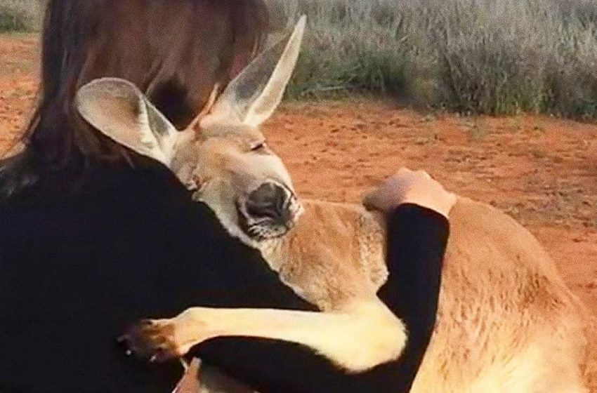  The rescued kangaroo every time hugs the people who saved her life