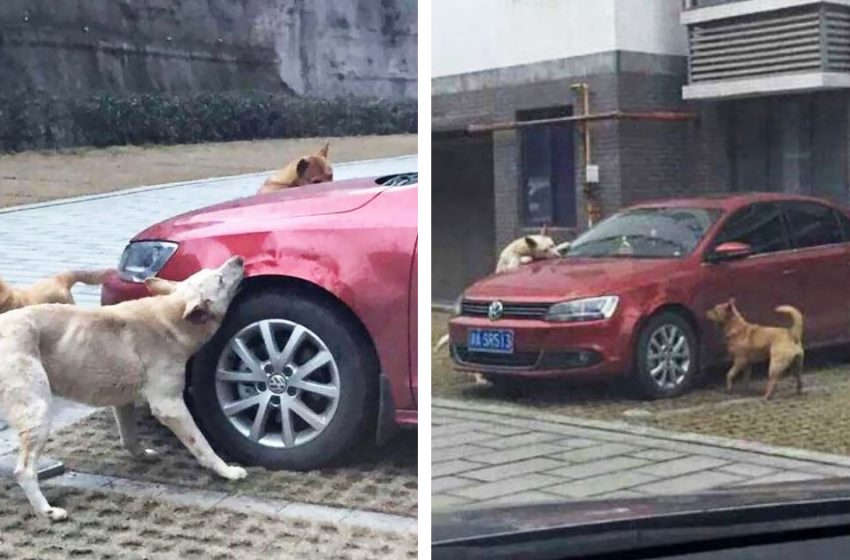  The dog booted by the man returned to trash his car