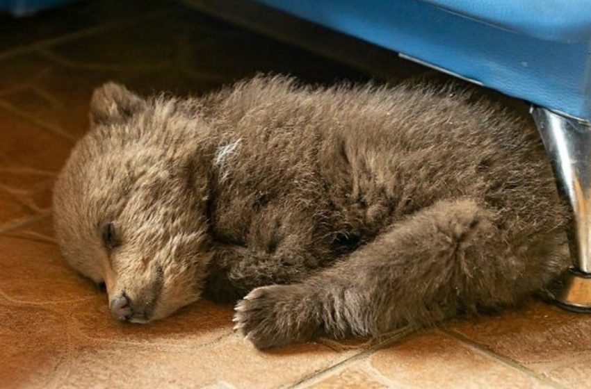  The man adopted the little bear cub wandering in the village and saved her life