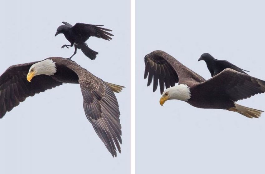  The crow sat on the back of the huge eagle. The incredible moments to wonder