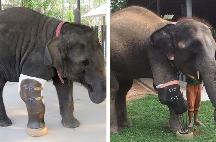  The elephant was given prothetic leg after losing her own because of landmine