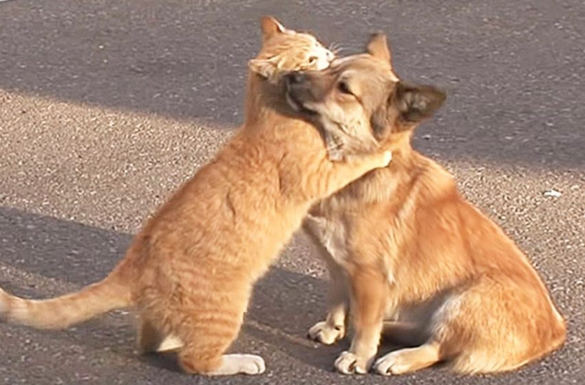  Stray cat supported the cute dog who was waiting his owners to return