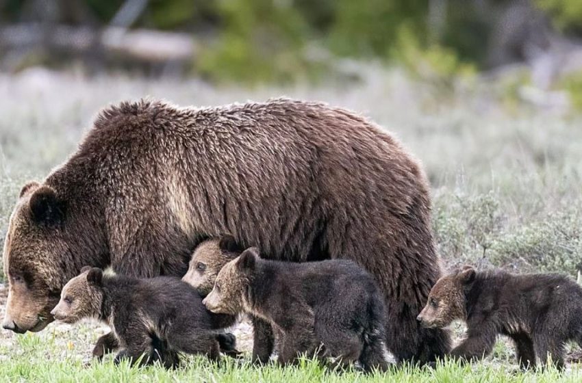  Grizzly bear who is famous of showing her babies to tourists gave birth her cubs at her 24 age