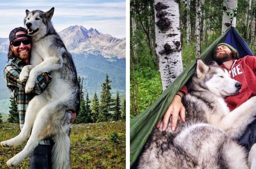  The man goes on adventures with his Wolf dog