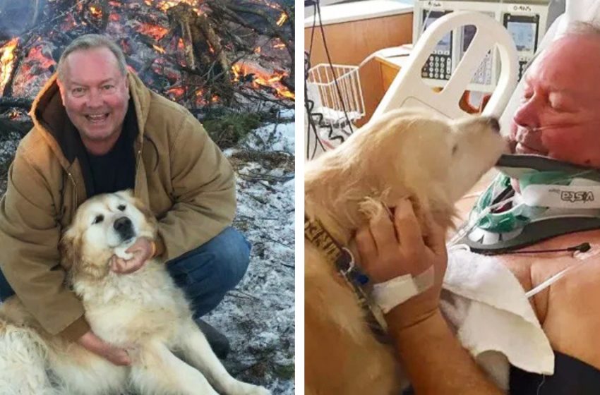  The faithful dog saved his owner’s life who was freezing to death