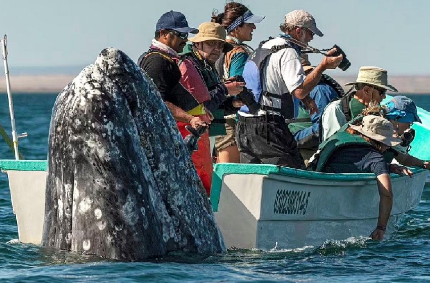  Marvelous moments: the sneaky whale appeared behind visitors who were looking the opposite direction